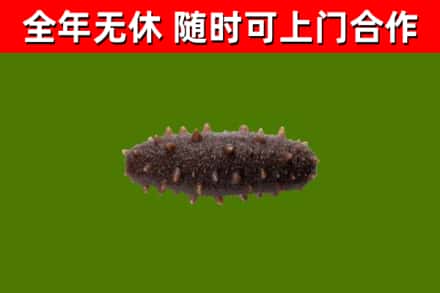 宣恩县回收海参干